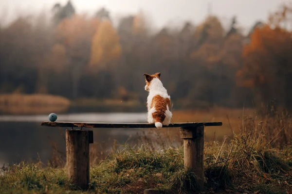 Le chien s'assoit sur un banc et regarde le lac. Jack Russell Terrier en automne — Photo