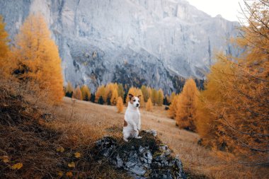 Dağlardaki köpek. Jack Russell Terrier gün batımında kayaların zirvesinde. - Evet. Evcil bir hayvanla yürüyüş.