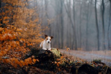 Sonbahar ormanında bir köpek. Jack Russell Terrier bir kütükte.