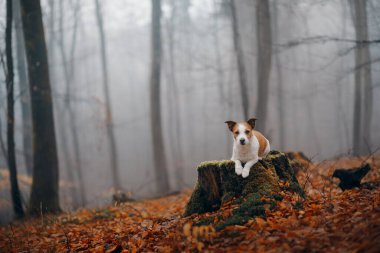 Sonbahar ormanında bir köpek. Jack Russell Terrier bir kütükte.