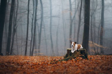 Sonbahar ormanında bir köpek. Jack Russell Terrier bir kütükte.