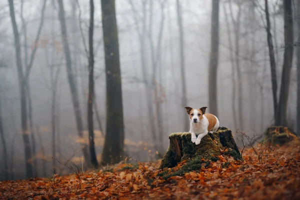 Pies w jesiennym lesie. Jack Russell Terrier na kikucie. — Zdjęcie stockowe