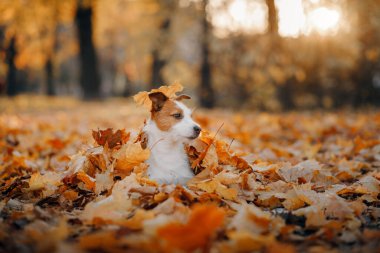 Sarı yapraklı köpek. Jack Russell Terrier sonbahar parkında doğada