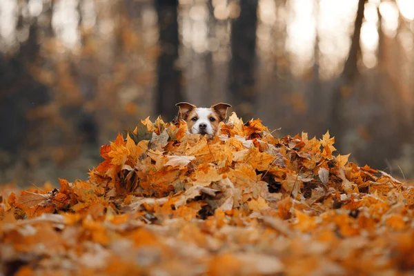 Cão em folhas amarelas. jack russell terrier na natureza no parque de outono — Fotografia de Stock