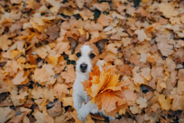 Sarı yapraklı köpek. Jack Russell Terrier sonbahar parkında doğada — Stok fotoğraf