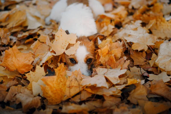 Cane in foglie gialle. jack russell terrier in natura nel parco autunnale — Foto Stock