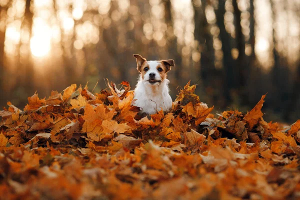 Pies w żółtych liściach. Jack Russell terrier w przyrodzie w jesiennym parku — Zdjęcie stockowe