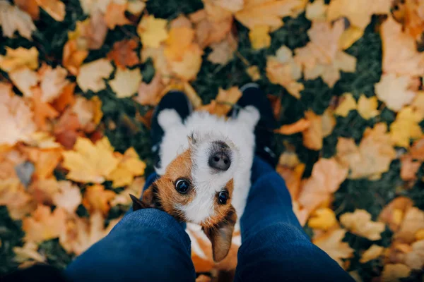Pes ve žlutých listech. Jack Russell teriér v přírodě v podzimním parku — Stock fotografie