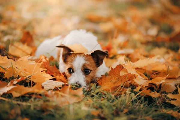 Sarı yapraklı köpek. Jack Russell Terrier sonbahar parkında doğada — Stok fotoğraf