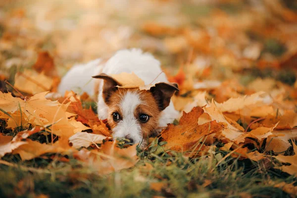 Pes ve žlutých listech. Jack Russell teriér v přírodě v podzimním parku — Stock fotografie