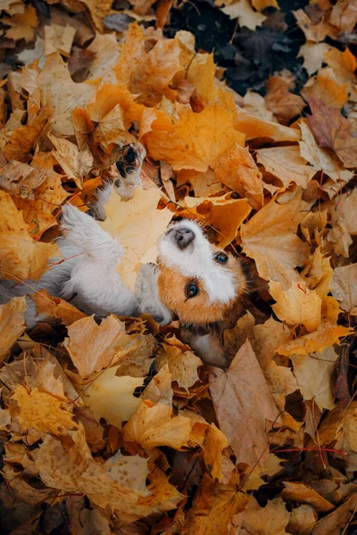 Pies w żółtych liściach. Jack Russell terrier w przyrodzie w jesiennym parku — Zdjęcie stockowe