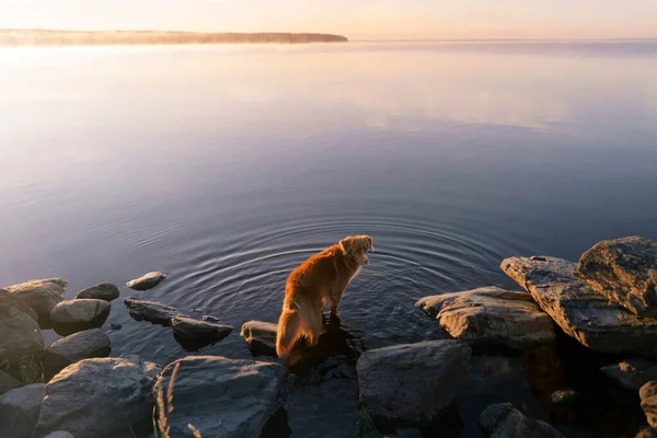 Собака на озере. Новая Шотландия Утка Толлинг ретривер утром на открытом воздухе — стоковое фото