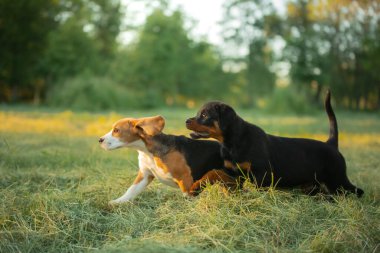 İki köpek yavrusu çimlerin üzerinde oynuyorlar. Köpekler parkta koşar. Rottweiler ve Beagle