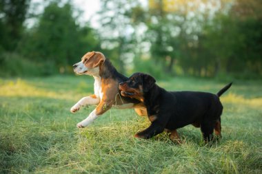 İki köpek yavrusu çimlerin üzerinde oynuyorlar. Köpekler parkta koşar. Rottweiler ve Beagle