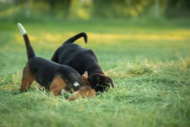 İki köpek yavrusu çimlerin üzerinde oynuyorlar. Köpekler parkta koşar. Rottweiler ve Beagle