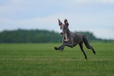 Tazı köpeği çimlerde koşar. Whippet çimlerde oynar