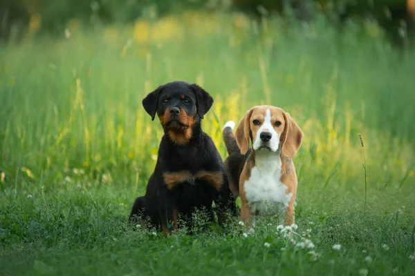 Két kiskutya játszik a füvön. Kutyák futnak a parkban. Rottweiler és Beagle — Stock Fotó