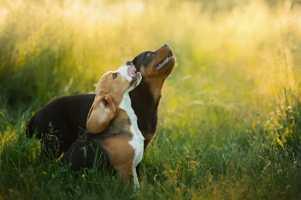 Zwei Welpen spielen auf dem Rasen. Hunde laufen im Park herum. Rottweiler und Beagle — Stockfoto