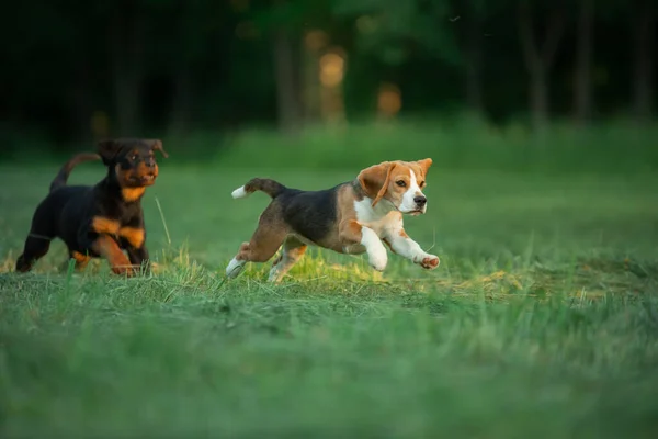 Два щенята бавляться на траві. Собаки бігають у парку. Ротвейлер і Бігл — стокове фото