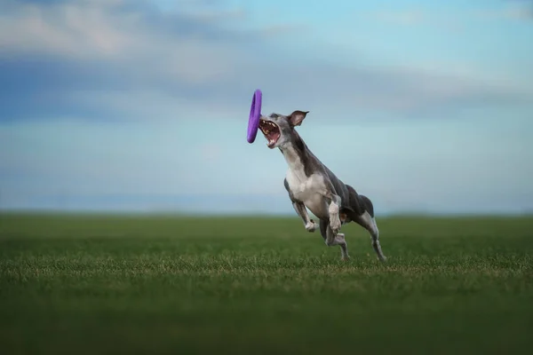 Anjing greyhound berjalan di halaman. Whippet bermain di rumput — Stok Foto