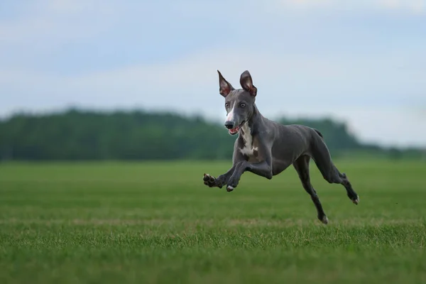 Pies gończy biegnie po trawniku. Whippet gra na trawie — Zdjęcie stockowe