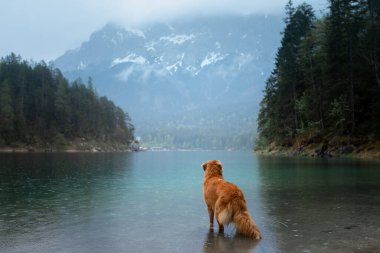  Köpek Nova Scotia Duck Tolling Retriever Mountain Gölü 'nde. Bir evcil hayvanla sabah manzarası
