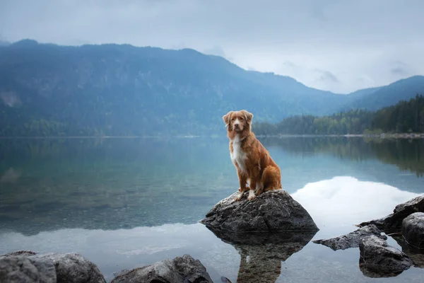 Perro Nova Scotia Duck Tolling Retriever en Mountain Lake. Paisaje matutino con mascota —  Fotos de Stock