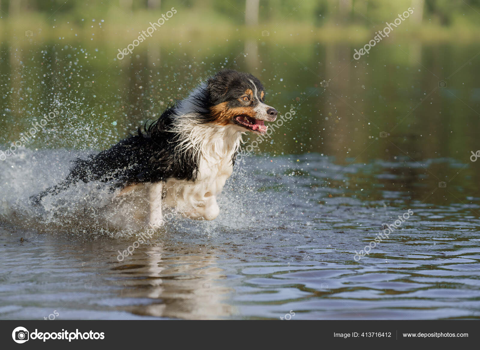 Dog Jumps Into The Water An Active Pet On The Lake Tricolor Australian Shepherd Stock Photo C Averyanova