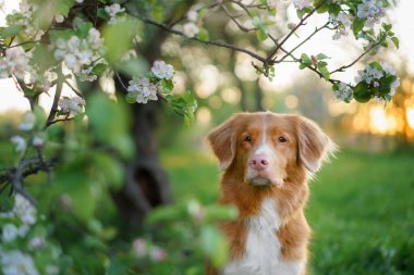 Elma ağaçlarının arka planında bir köpek. Nova Scotia Duck Tolling Retriever 'ın çiçekleri. Doğada evcil hayvan