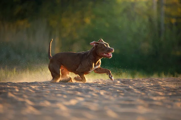 Cão na praia. Um pitbull terrier ativo corre na areia. — Fotografia de Stock