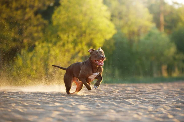 Cão na praia. Um pitbull terrier ativo corre na areia. — Fotografia de Stock