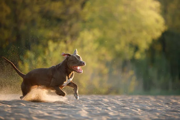 Perro en la playa. Un pitbull terrier activo corre sobre la arena. —  Fotos de Stock