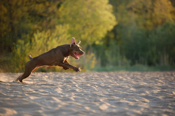 Perro en la playa. Un pitbull terrier activo corre sobre la arena. —  Fotos de Stock