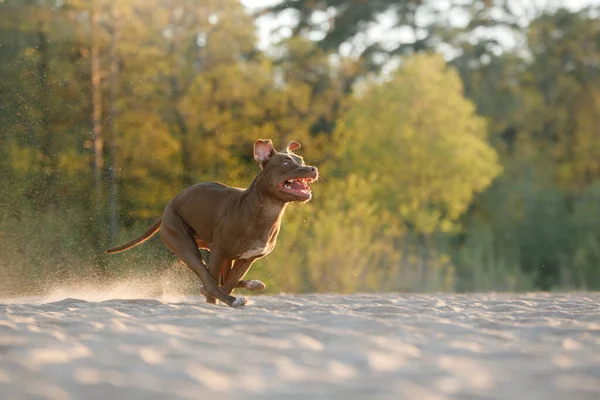 Perro en la playa. Un pitbull terrier activo corre sobre la arena. —  Fotos de Stock