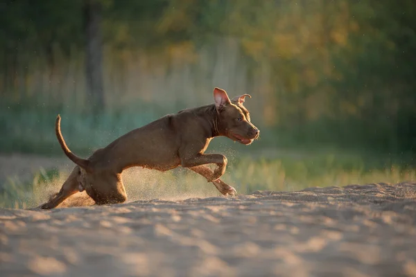 Perro en la playa. Un pitbull terrier activo corre sobre la arena. —  Fotos de Stock