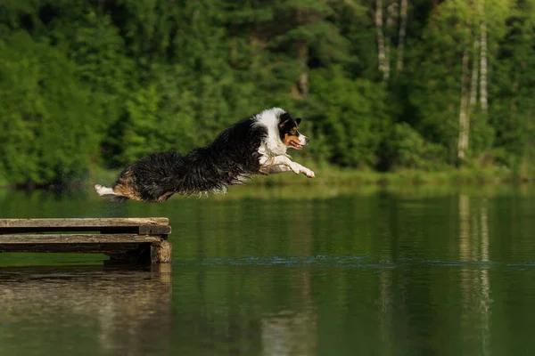 Hund springt ins Wasser Ein aktives Haustier am See. Dreifarbiger australischer Schäferhund — Stockfoto