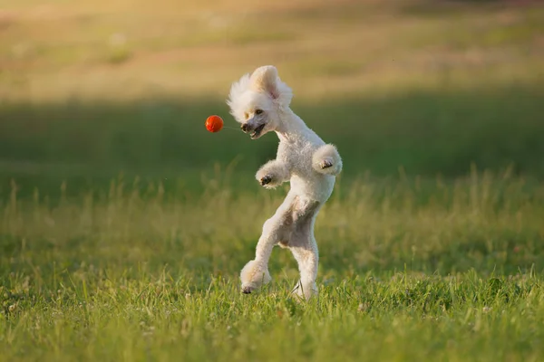 Собака прыгает с игрушкой. Маленький белый пудель играет с мячом. — стоковое фото