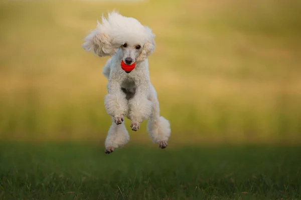 O cão salta com um brinquedo. pequeno poodle branco joga com uma bola. — Fotografia de Stock