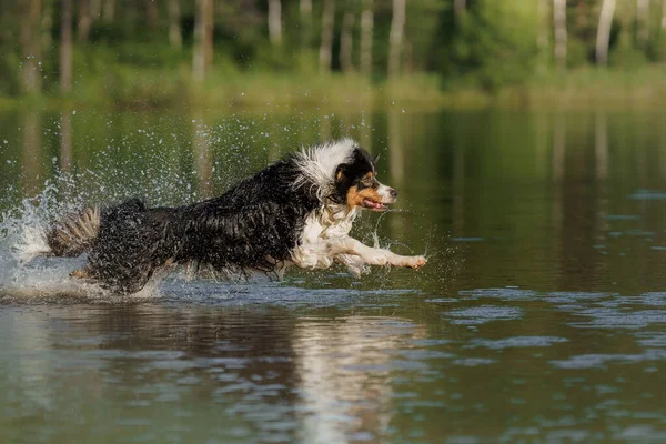 A kutya beugrik a vízbe. Egy aktív kisállat a tavon. Trikolor-ausztrál pásztor — Stock Fotó