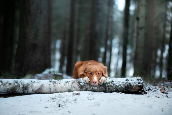 Pies w lesie w zimie. Nova Scotia Duck Tolling Retriever spoczywa na kłębie drzew — Zdjęcie stockowe