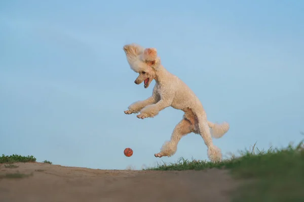 Hond speelt met een speeltje. kleine witte poedel speelt met een bal. — Stockfoto