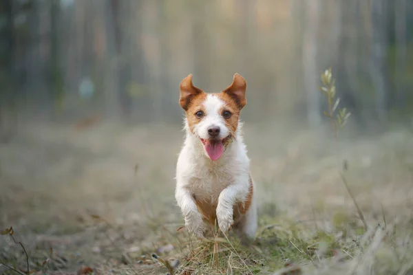 Hunden springer i en tallskog. liten aktiv jack russell i naturen — Stockfoto