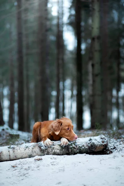 Hond in het bos in de winter. Nova Scotia Duck Tolling Retriever rust op een boomstam — Stockfoto