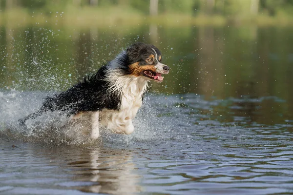 Hunden hoppar i vattnet. Ett aktivt husdjur på sjön. Tricolor australier herde — Stockfoto