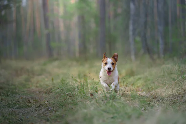 Pies biegnie w sosnowym lesie. mało aktywny Jack Russell w przyrodzie — Zdjęcie stockowe