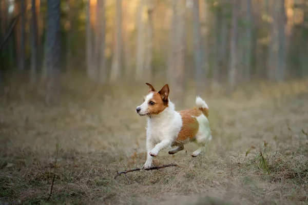 狗在松树林中奔跑。自然界中的小活猪russell — 图库照片