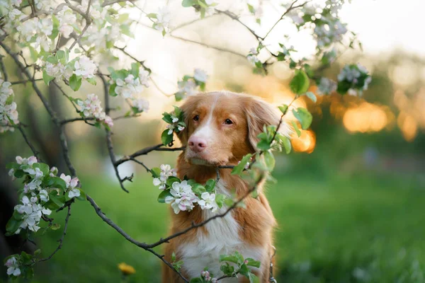 Hund på bakgrunden av äppelträd. Nova Scotia Duck Tolling Retriever i blommor. Sällskapsdjur på naturen — Stockfoto