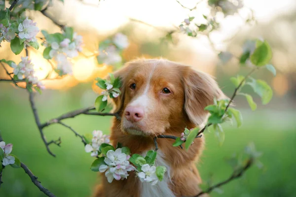 Perro en el fondo de los manzanos. Nova Scotia Duck Tolling Retriever en flores. Mascota en la naturaleza —  Fotos de Stock
