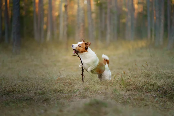 Dog runs in a pine forest. little active jack russell in nature — Stock Photo, Image