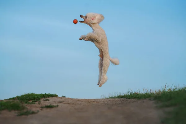 Hond speelt met een speeltje. kleine witte poedel speelt met een bal. — Stockfoto